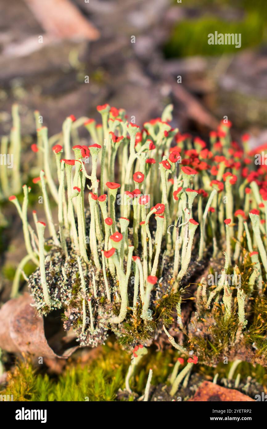 Lippenstiftflechte (Cladonia macilenta) in Sao Francisco de Paula, Süden Brasiliens Stockfoto