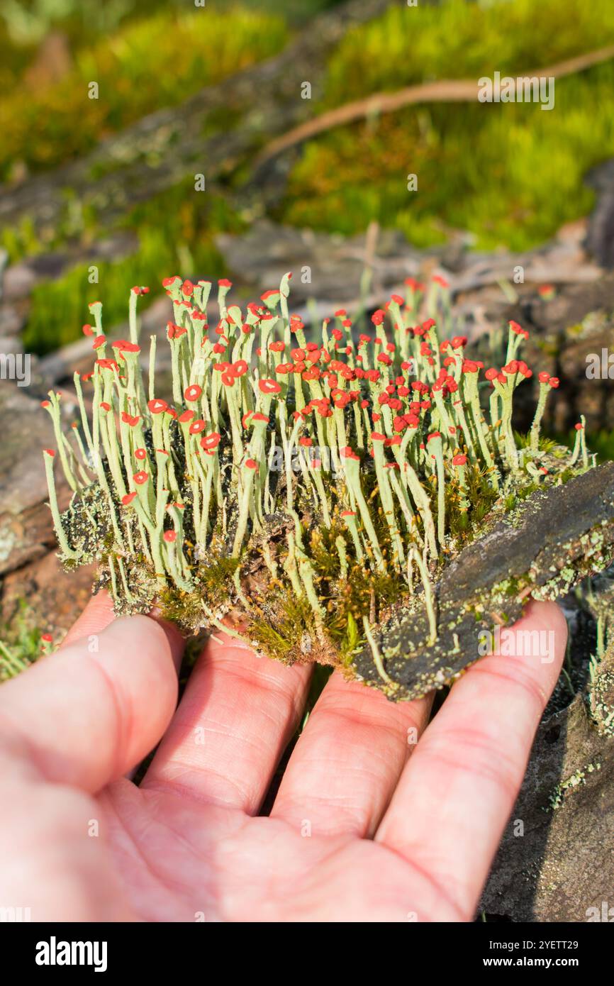 Lippenstiftflechte (Cladonia macilenta) in Sao Francisco de Paula, Süden Brasiliens Stockfoto