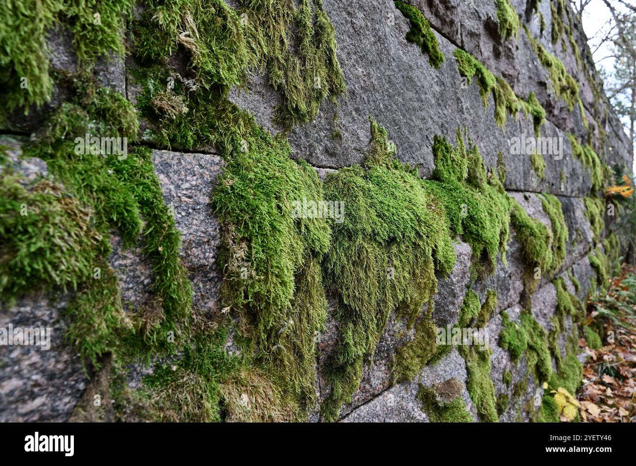 Dieses Foto zeigt eine Nahaufnahme einer alten Steinmauer, die mit üppigem, grünem Moos bedeckt ist. Das lebhafte Moos haftet an der rauen, verwitterten Oberfläche des Stockfoto