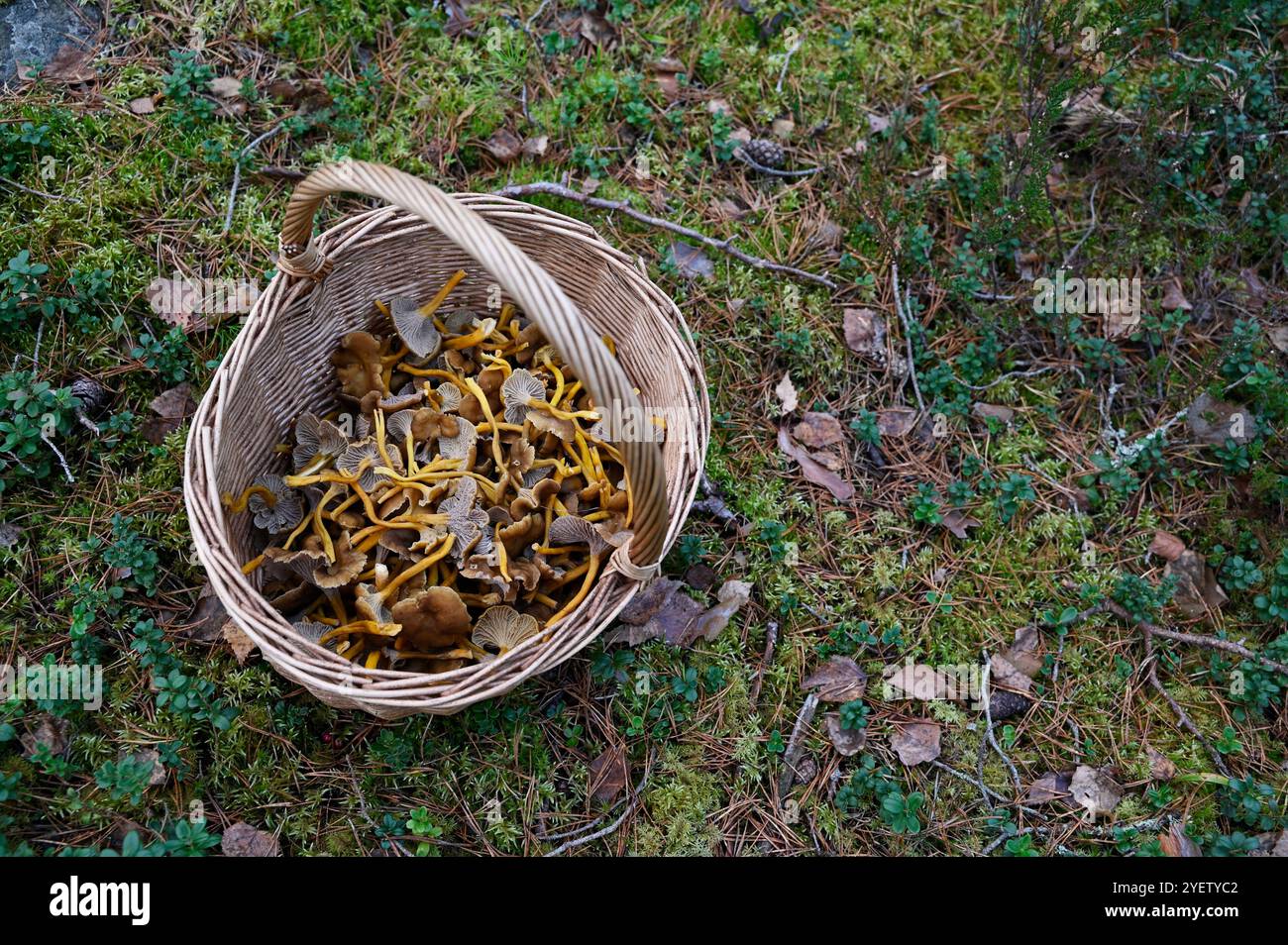 Das Bild zeigt einen gewebten Korb, gefüllt mit frisch geernteten Pilzen, auf einem üppigen Waldboden. Die Pilze, vielleicht goldene Pfifferlinge, di Stockfoto