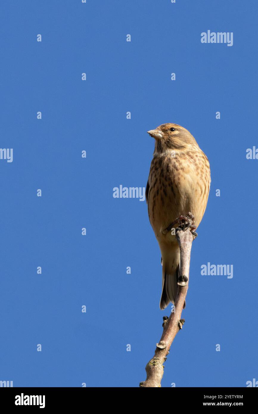 Weibliches Leinen mit dezentem braunem und grauem Gefieder. Ernährt sich von Samen und Insekten. Foto aufgenommen im Turvey Nature Reserve, Dublin. Stockfoto