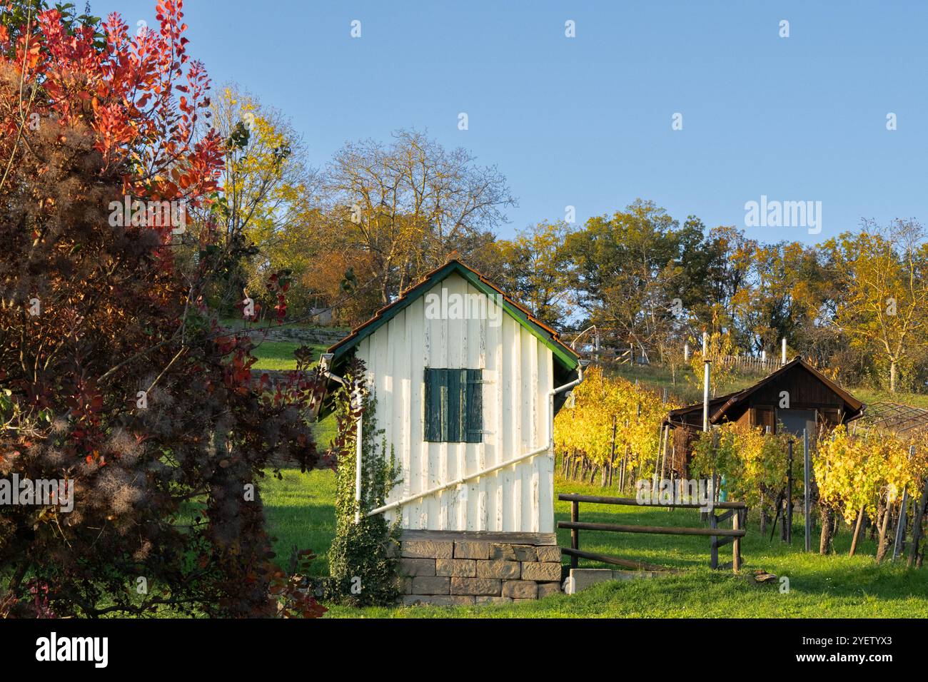 Herbstfarben: Wiese und Hütten am Weinberg. Stockfoto