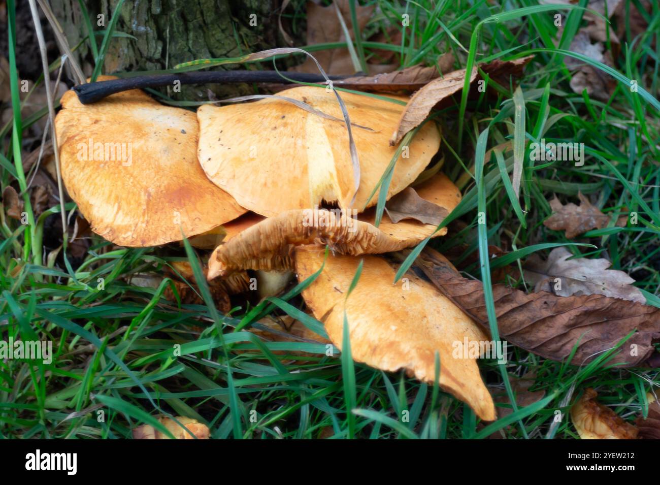 Osterley Park, Isleworth, Großbritannien. 31. Oktober 2024. Herbstpilze im Osterley Park in Isleworth, West London. Kredit: Maureen McLean/Alamy Stockfoto