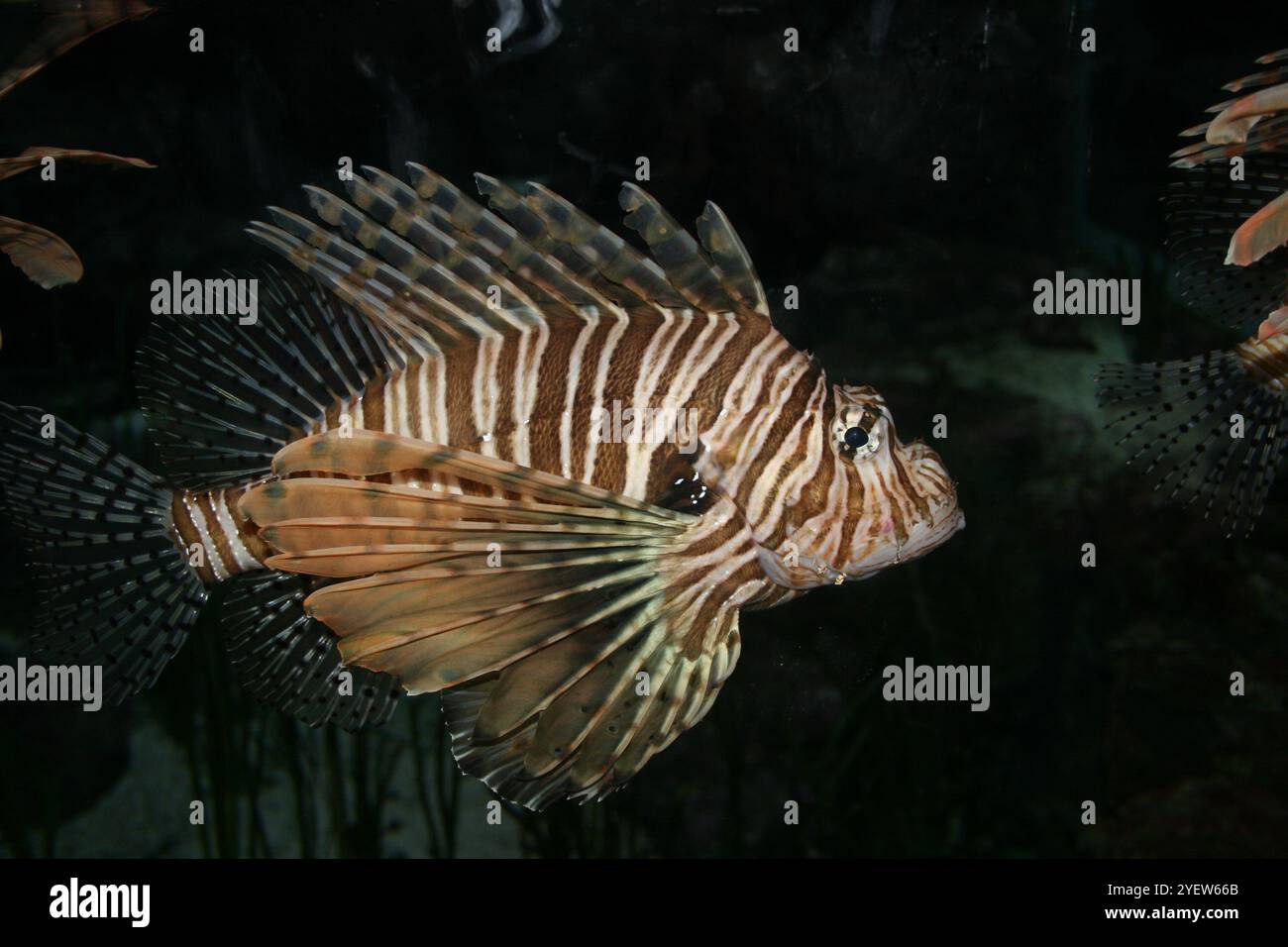 Löwe-Fische im aquarium Stockfoto
