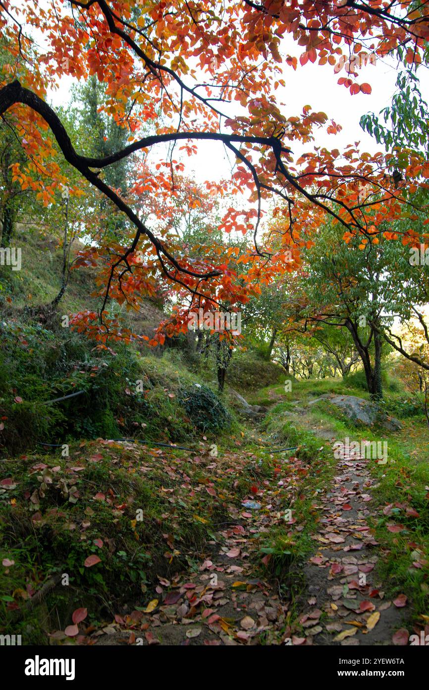Lebendige Herbstszenen aus dem SWAT Valley mit bunten Blättern, majestätischen Bäumen und einer ruhigen Berglandschaft. Stockfoto