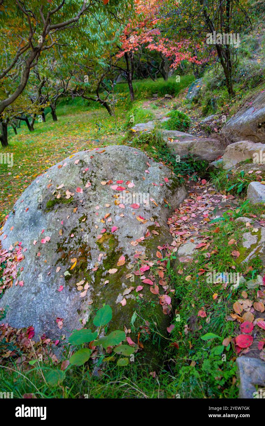 Lebendige Herbstszenen aus dem SWAT Valley mit bunten Blättern, majestätischen Bäumen und einer ruhigen Berglandschaft. Stockfoto