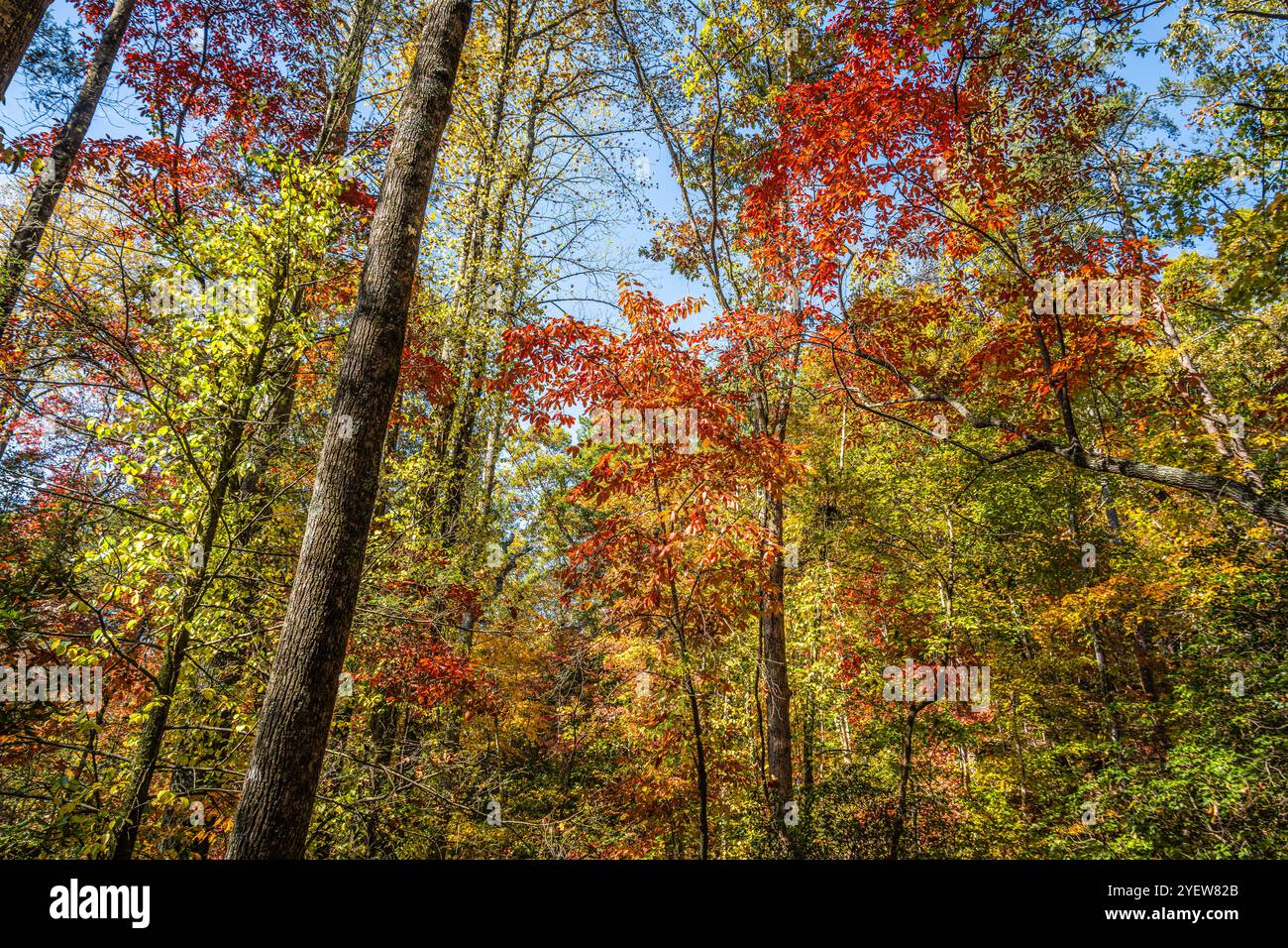 Buntes Herbstlaub entlang des North Rim Trail im Tallulah Gorge State Park in Tallulah Falls, Georgia. (USA) Stockfoto