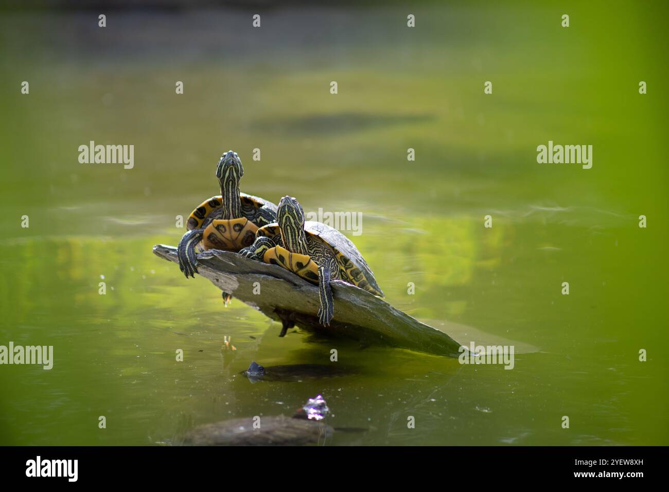 Ein Blick auf zwei Schildkröten, die auf einem Steinbarsch über dem Teich sitzen und sich in der Sonne sonnen. Stockfoto