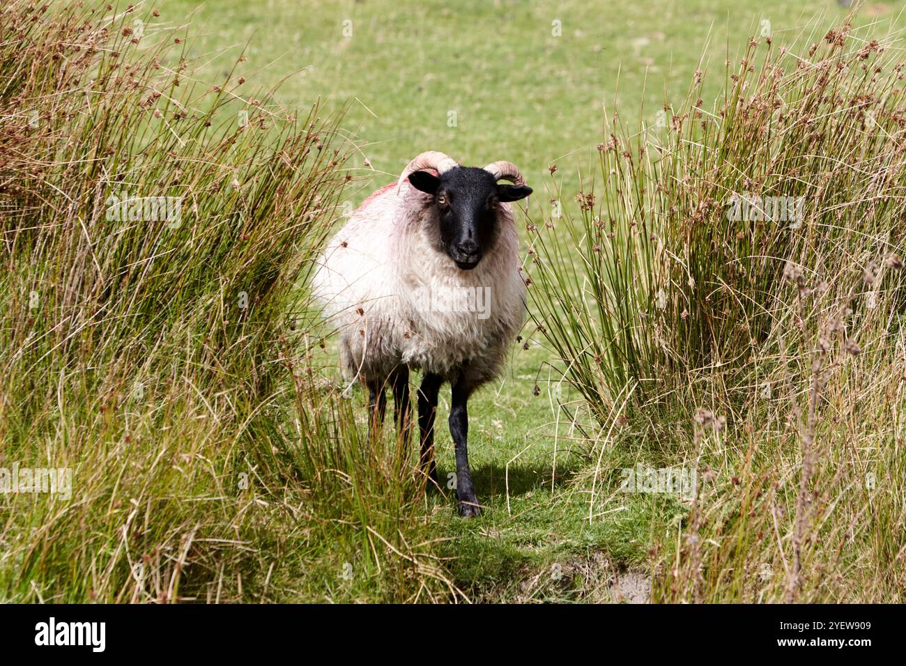 Schwalbenschafe, die durch Schilflücke auf der sumpfigen Insel Achill, County Mayo, republik irland Stockfoto
