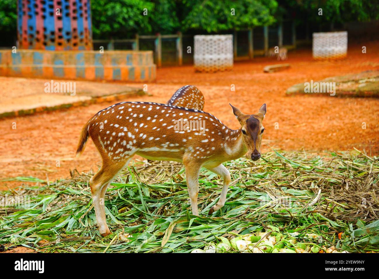 Hirsche, die grünes Gras im Zoo weiden, Achsenhirsche oder Chital-Hirsche mit Blick auf die Kamera - Mirpur Zoo, Dhaka, Bangladesch Stockfoto