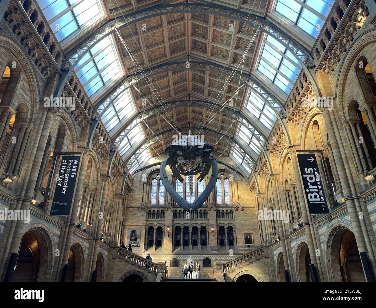 Das Skelett von Hope the Blue Wale im Natural History Museum in London - Smartphone-aufgenommenes Stockfoto