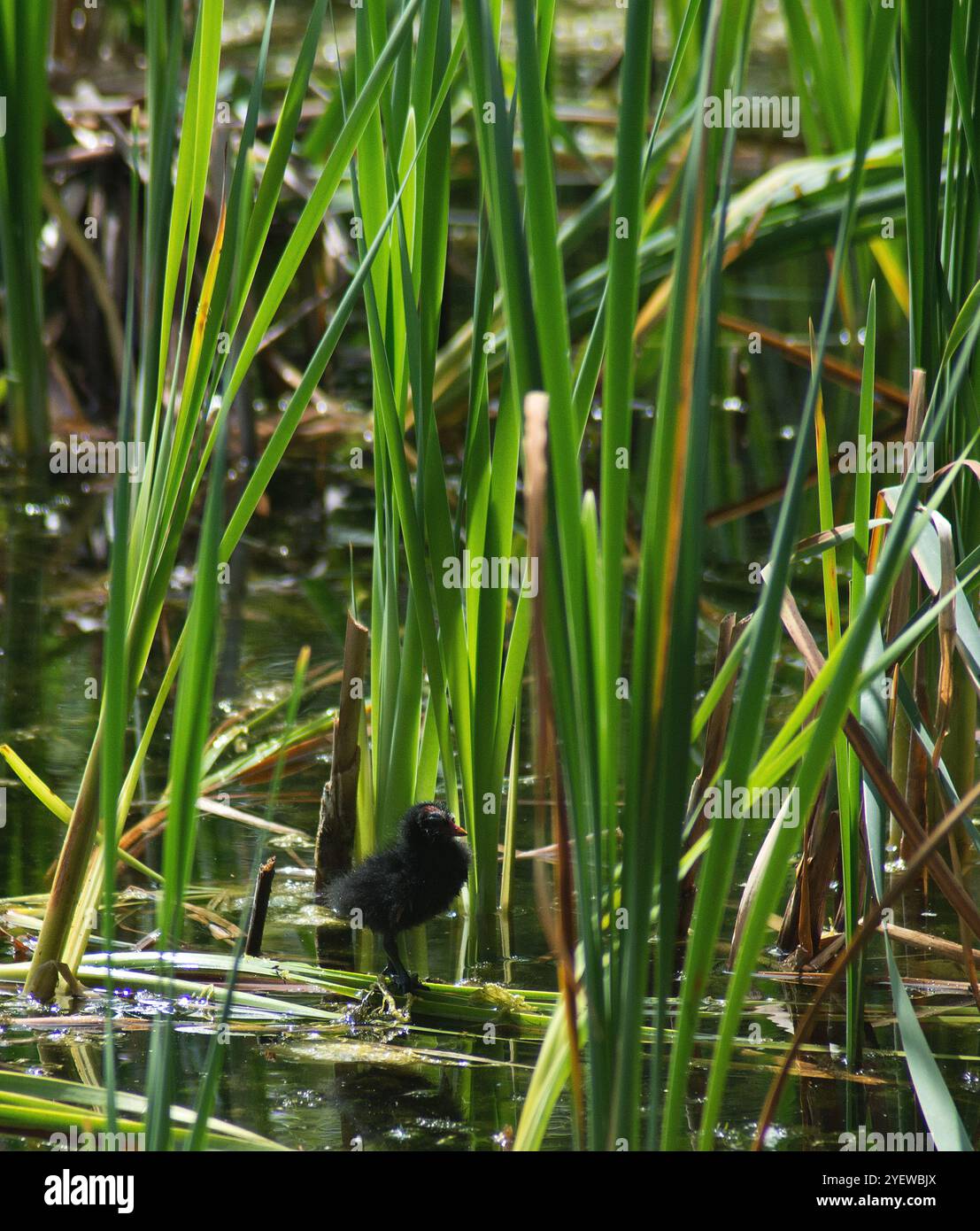 Junge Huhn-Küken im Porträtbild auf schwimmenden Schilfen und mit einem Hintergrund von Schilf Stockfoto