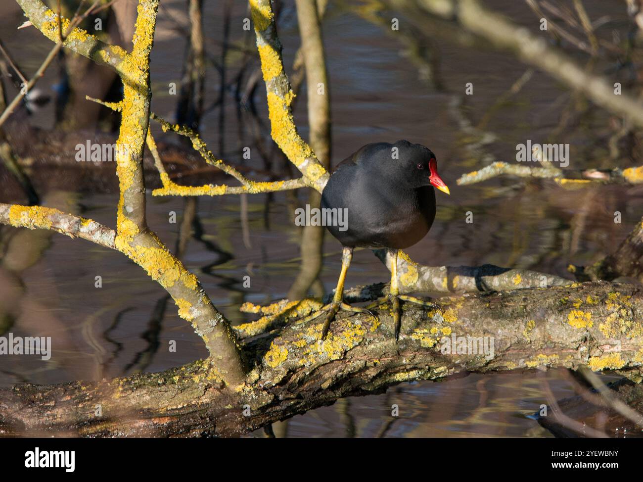 Moorhen auf Flechtenbedeckten Zweigen, die nach rechts schauen, in Nahsicht und mit stillem Wasser darunter Stockfoto