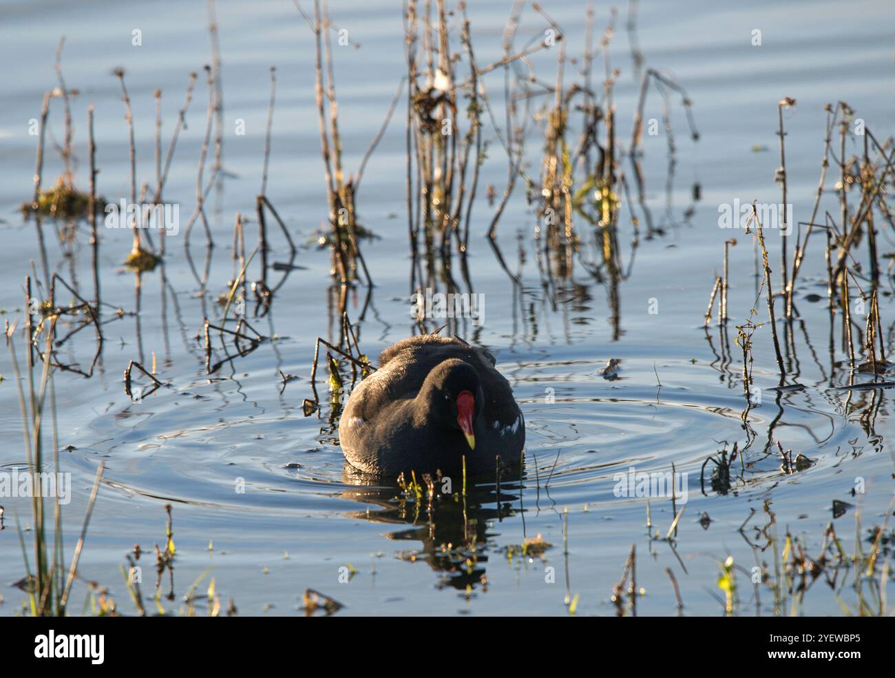 Moorhen im Wasser mit Kräuselung, mit Blick auf den Beobachter, mit einem leichten Hintergrund natürlicher Vegetation und mit guter Seitenbeleuchtung im Winter Stockfoto