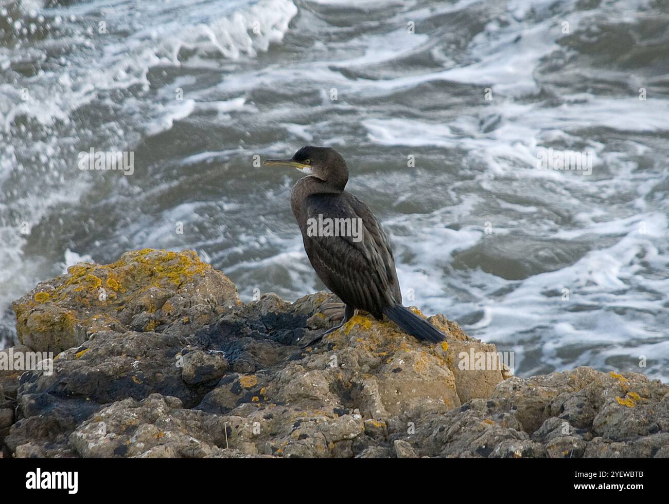 Kormoran aus der Nähe, der in der Bildmitte am Rand der Klippen thront, mit leicht hochgezogenem Kopf nach links mit dem Meer darunter Stockfoto