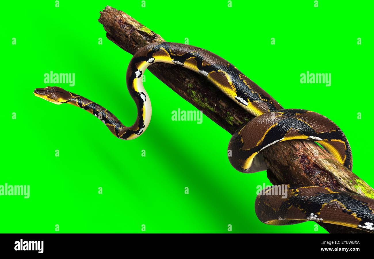 3D-Illustration Eines goldenen Netzpythons, Boa Constrictor, die größte Schlange der Welt, isoliert auf grünem Hintergrund. Stockfoto