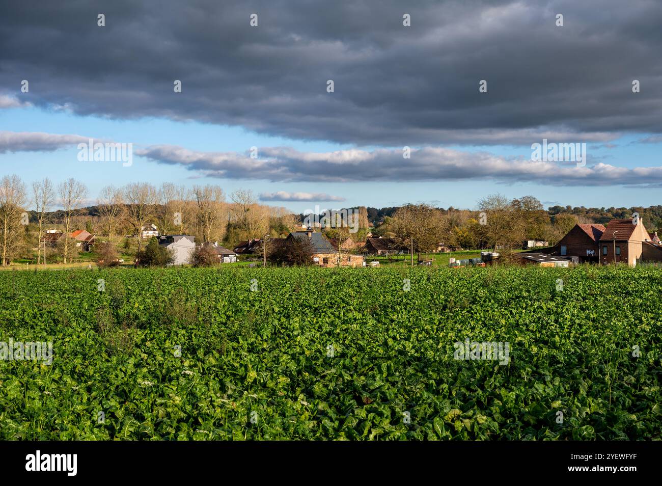 Grüne Rübenfelder auf bunten landwirtschaftlichen Feldern im Herbst in der Nähe von Lennik, Flämisch-Brabant, Belgien Stockfoto