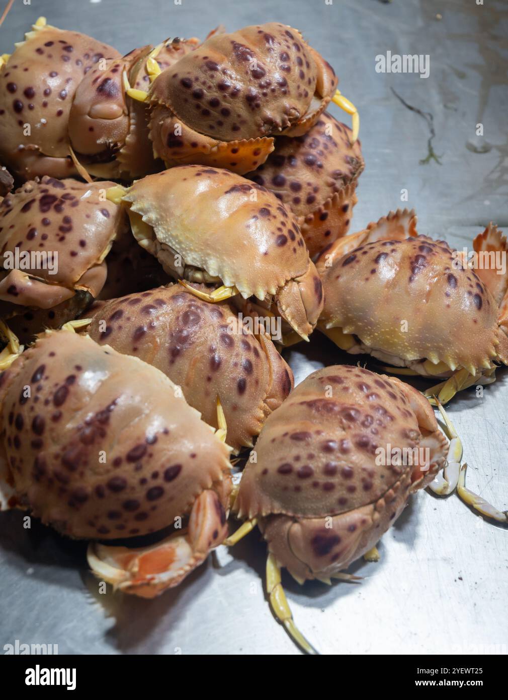 Auswahl an frischen Meeresfrüchten, täglichen Fängen von Cangrejo-roten Krebsen auf dem Fischmarkt in Jerez de la Frontera, Andalusien, Spanien Stockfoto