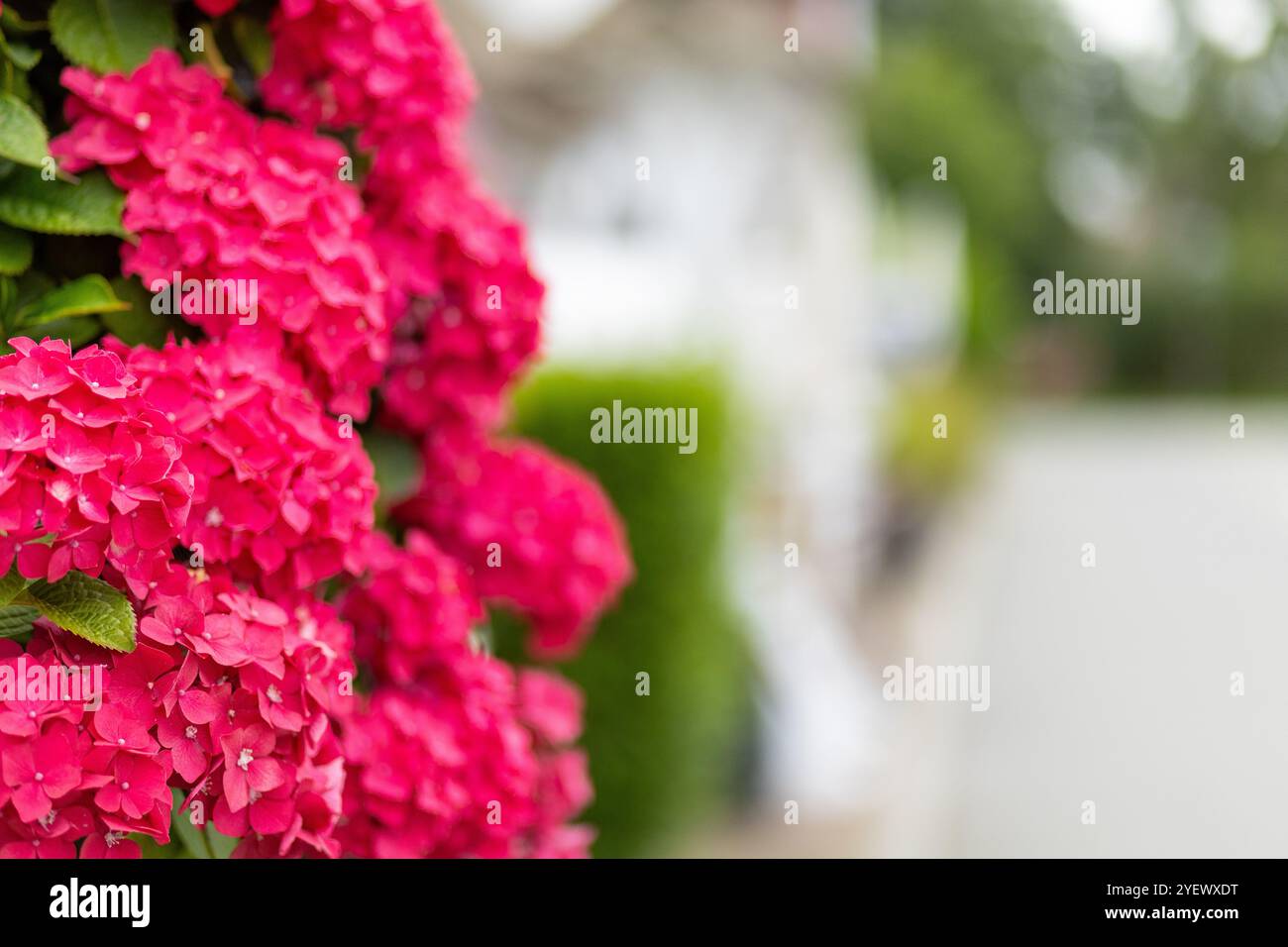 Leuchtend rosa Hortensien blühen vor einer ruhigen Wohngegend, die im Frühjahr vor einem sanft verschwommenen Hintergrund lebendige Blüten zeigen. Stockfoto