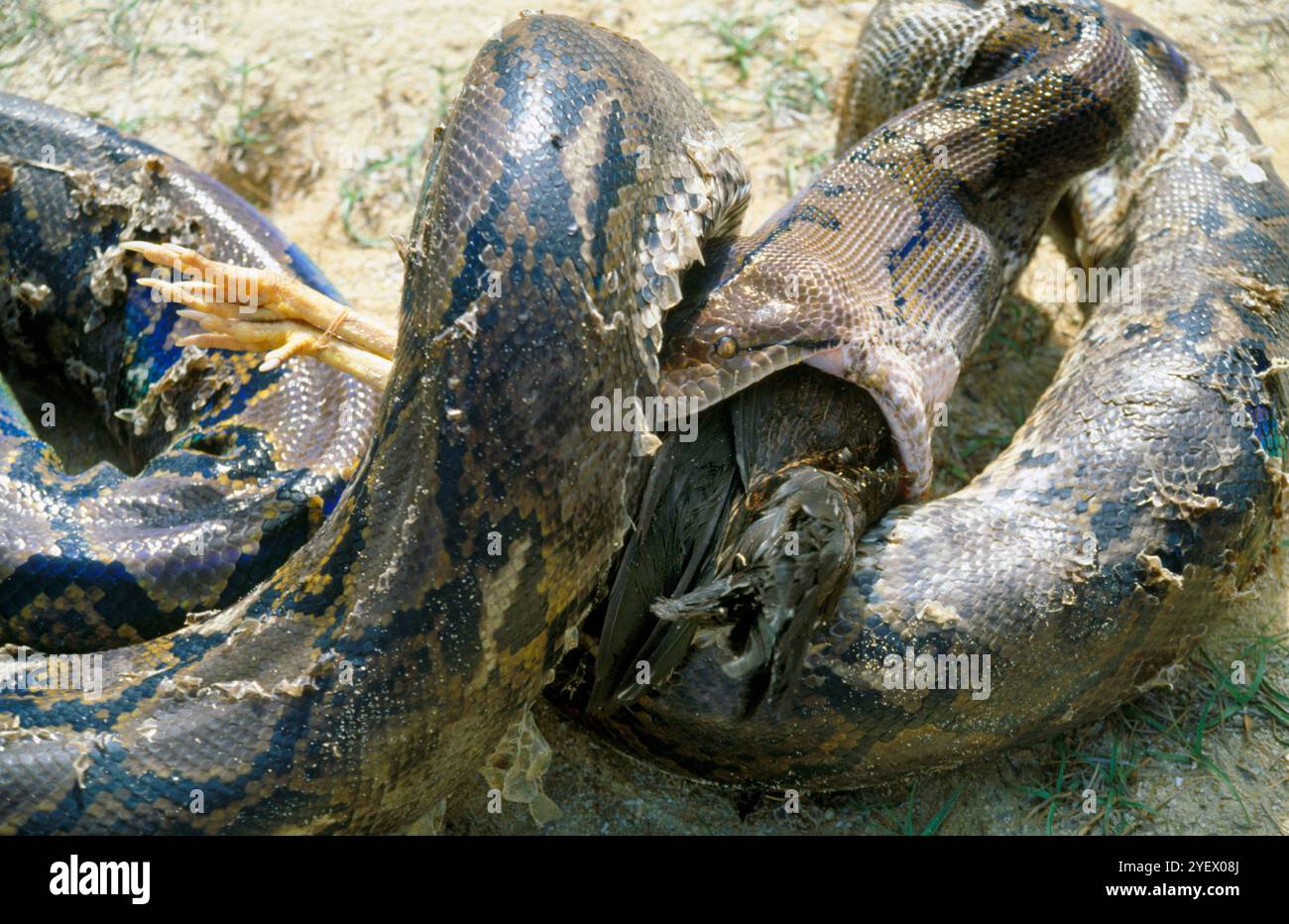 Bali. Indonesien. Schlange. Huhn Stockfoto