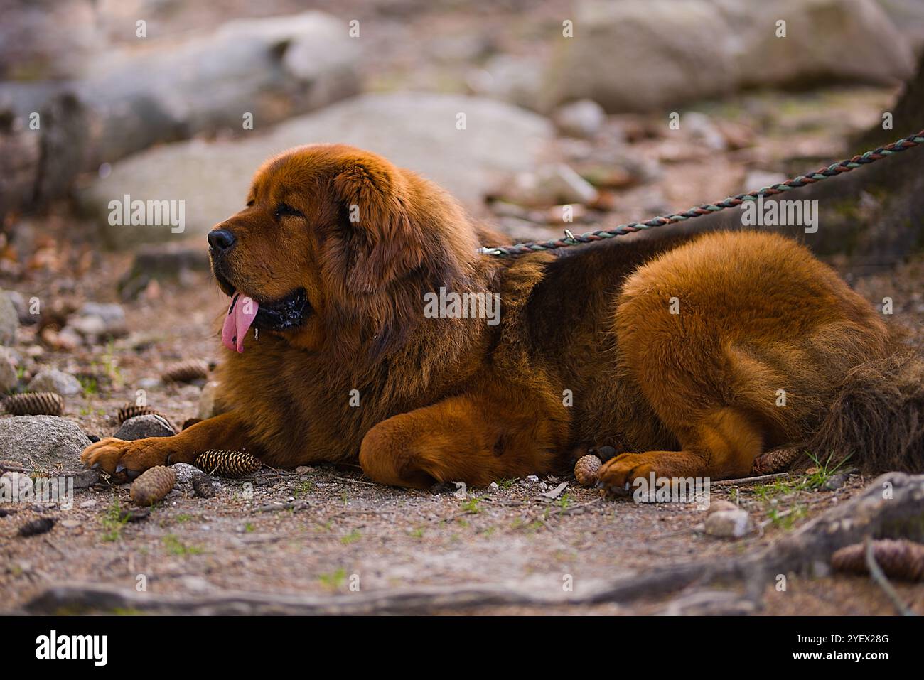 Ein erwachsenes weibliches tibetisches Mastiff mit einem dicken, intensiven roten Fell liegt auf dem Waldboden und fügt sich in die grünen und natürlichen Farben der Vordertiere ein Stockfoto