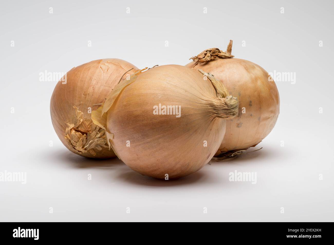 Braune Zwiebeln auf weißem Hintergrund , Deutschland, 01.11.2024, drei braune Zwiebeln liegen auf einem weißen Hintergrund. PERFEKT für Koch- und Ernährungsinhalte oder Lebensmittel-Fotografie. *** Braune Zwiebeln auf weißem Hintergrund, Deutschland, 01 11 2024, drei braune Zwiebeln liegen auf weißem Hintergrund perfekt zum Kochen und Nährstoffgehalt oder für Lebensmittelfotografie Stockfoto