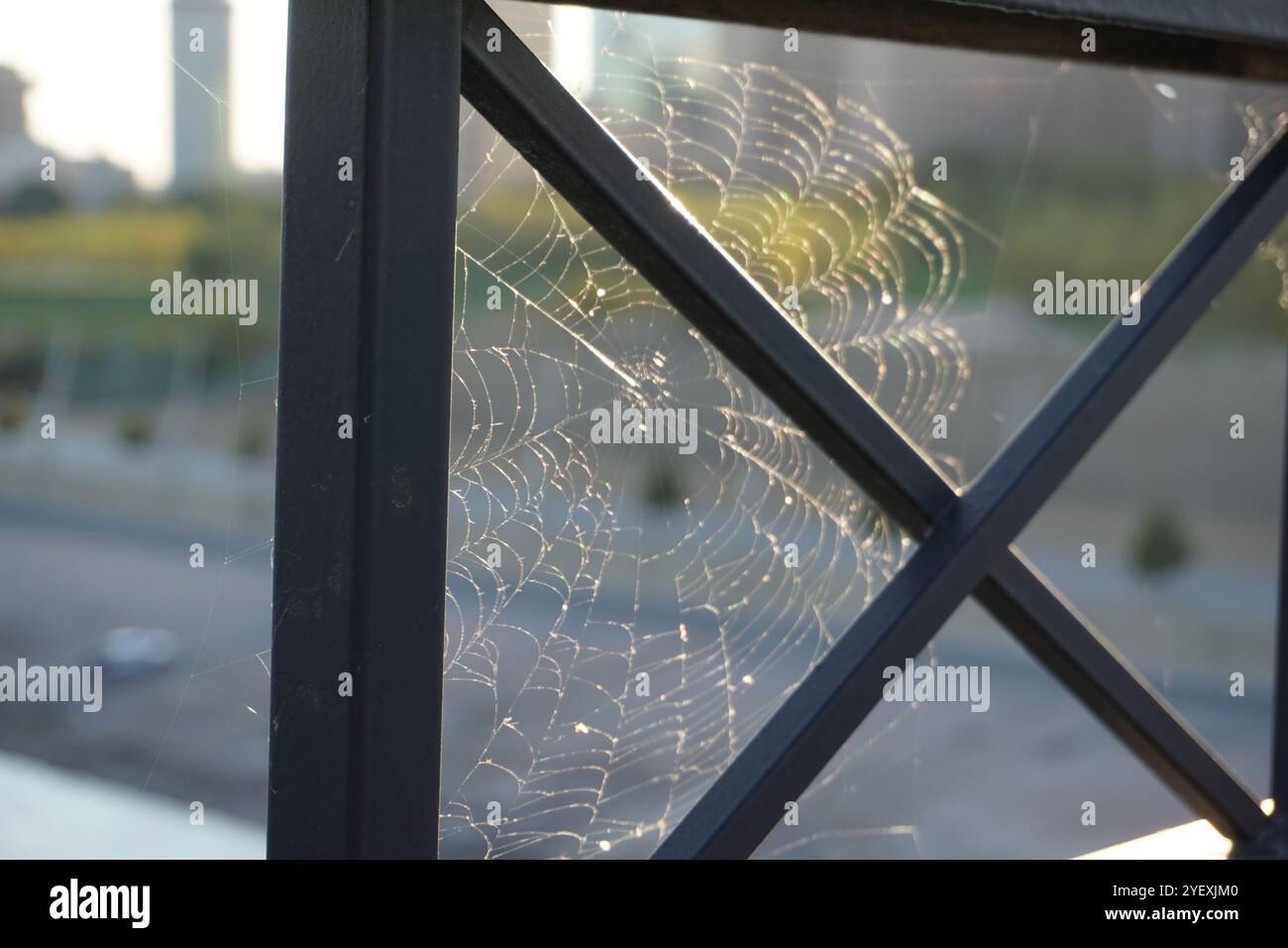 Spinnennetz Stockfoto