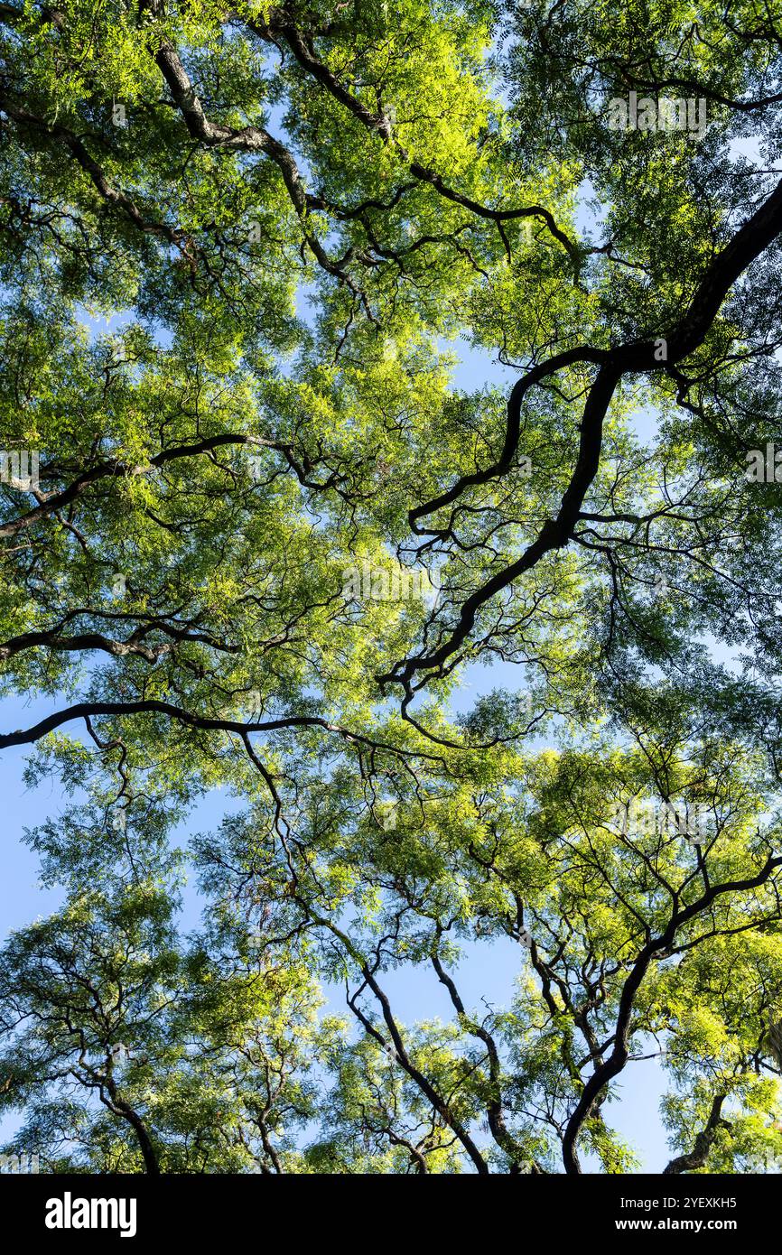 Subtropischer Wald im Lezama Park, Buenos Aires, Argentinien Stockfoto