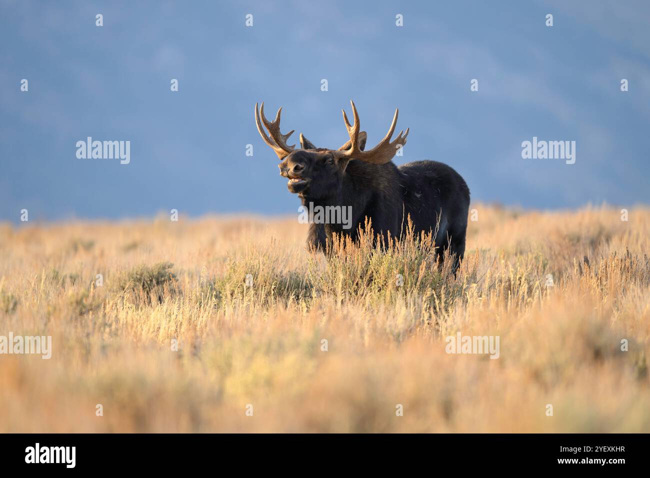 Bullenelche während der Furche im Grand Teton National Park, Wyoming Stockfoto