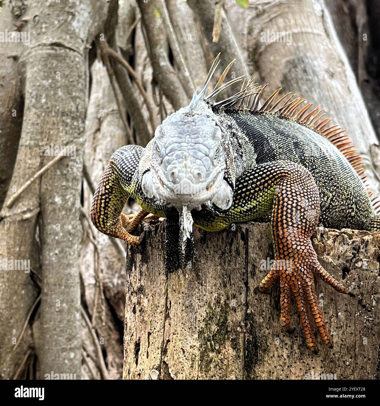 Ein invasiver grüner Leguan starrt in die Kamera, während er sich in der warmen Sonne Floridas auf einem Baumstumpf sonnt. Stockfoto