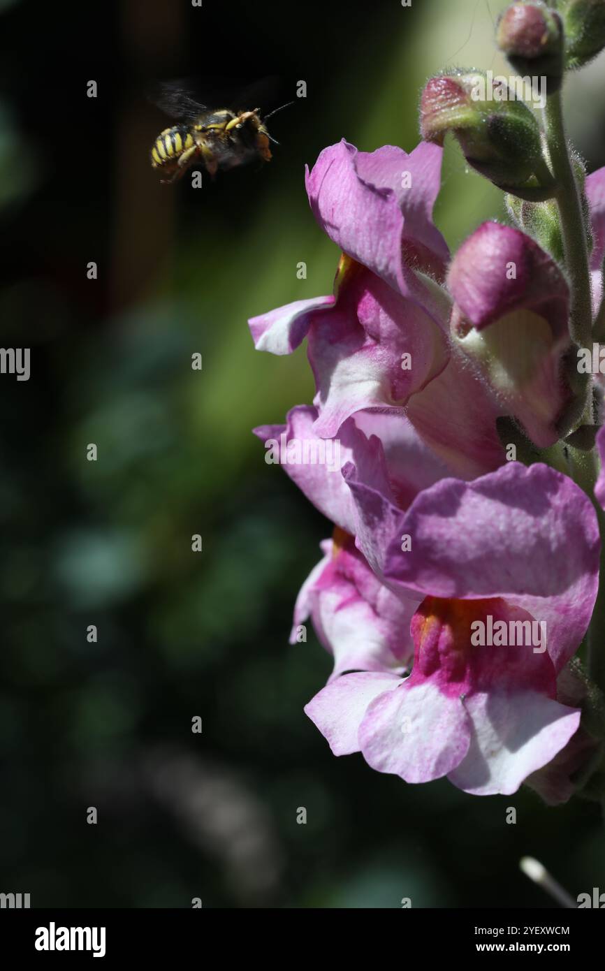 Biene auf der snapdragon-Blume Stockfoto