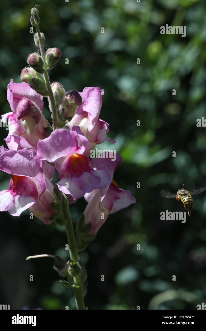 Biene auf der snapdragon-Blume Stockfoto