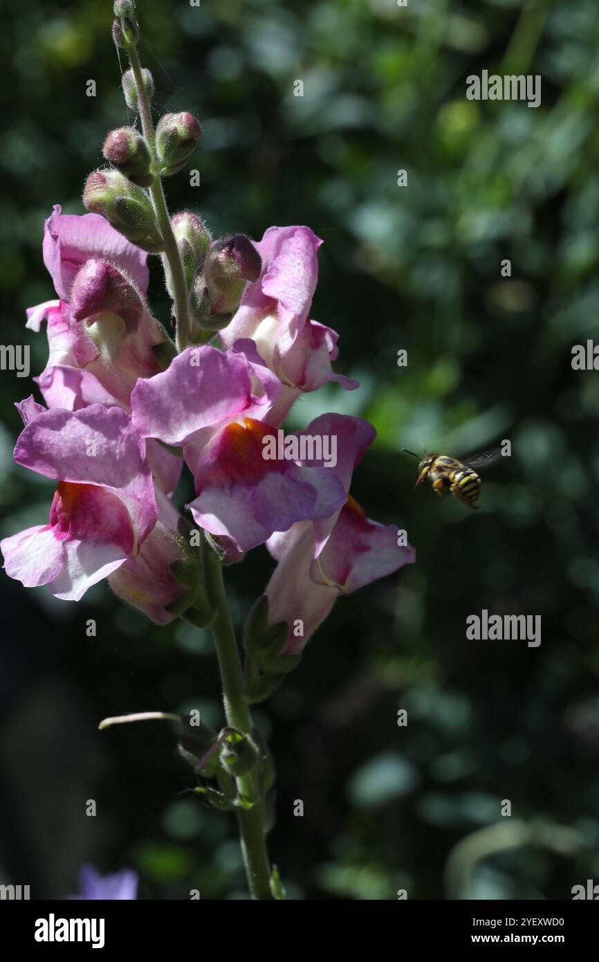 Biene auf der snapdragon-Blume Stockfoto