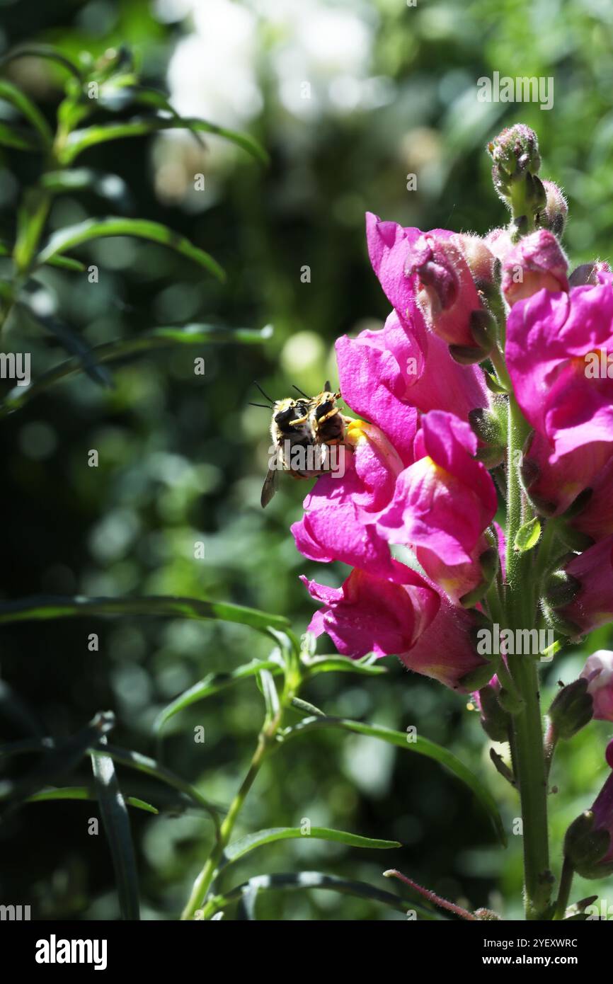 Biene auf der snapdragon-Blume Stockfoto