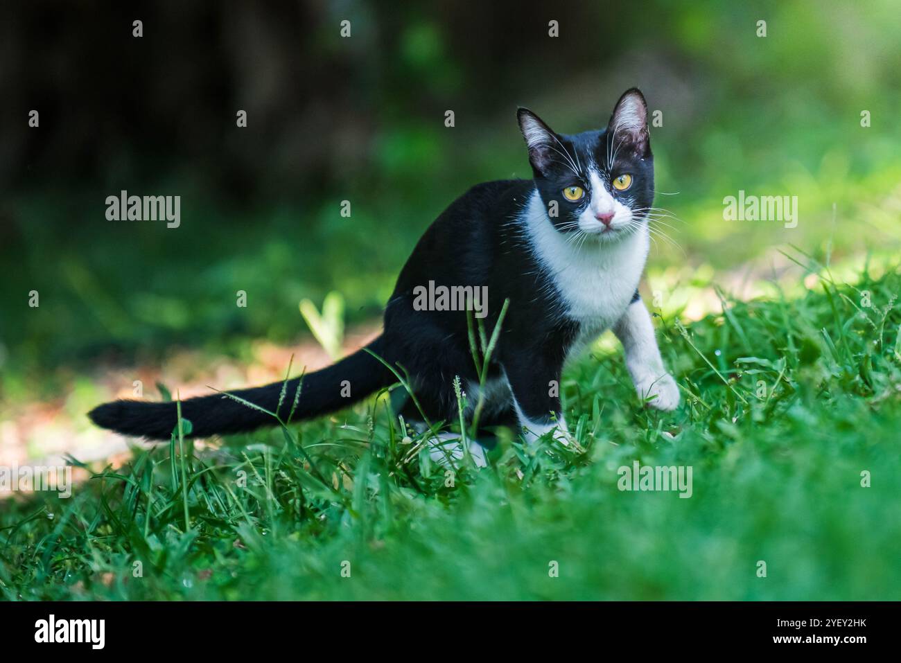 Niedliche zweifarbige Katze ruht im üppigen grünen Gras im Freien, genießt das Sonnenlicht in der Natur, Makrofotografie und ist nicht durch KI erzeugt worden. Stockfoto