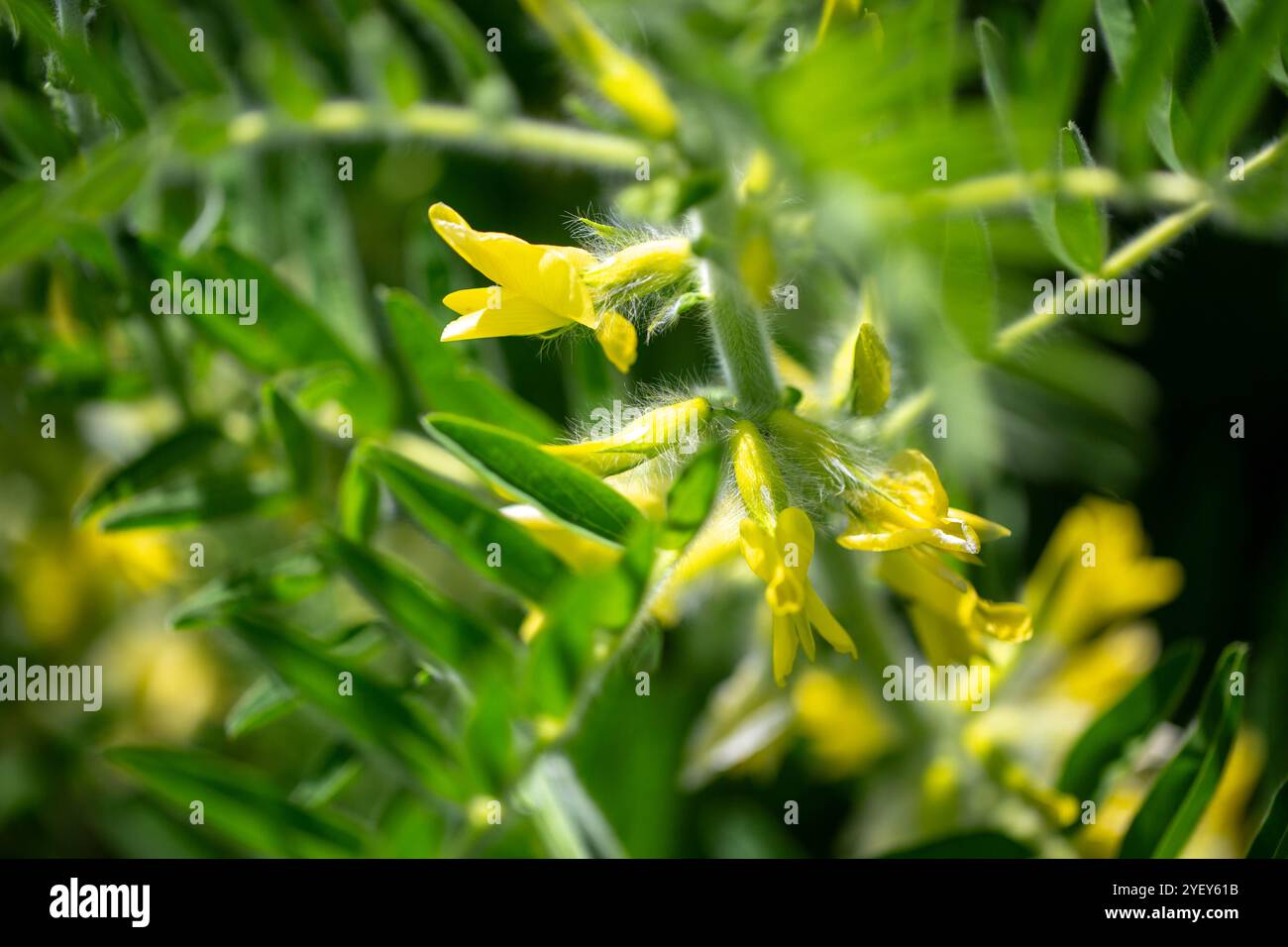 Nahaufnahme von Astragalus. Auch Milchklee, Ziegendorn oder Weinrebe genannt. Frühlingsgrüner Hintergrund. Wildpflanze. Stockfoto