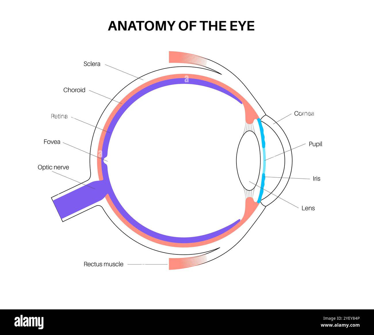 Illustration der Augenanatomie. Die Struktur des Auges besteht aus drei verschiedenen Schichten. Die äußere Schicht, gebildet von Sklera und Hornhaut. Die Zwischenschicht, unterteilt in zwei Teile: Anterior (Iris und Ziliarkörper und extraokulare Muskeln) und posterior (Aderhaut). Die innere Schicht oder der sensorische Teil des Auges, die Netzhaut und der Sehnerv. Stockfoto