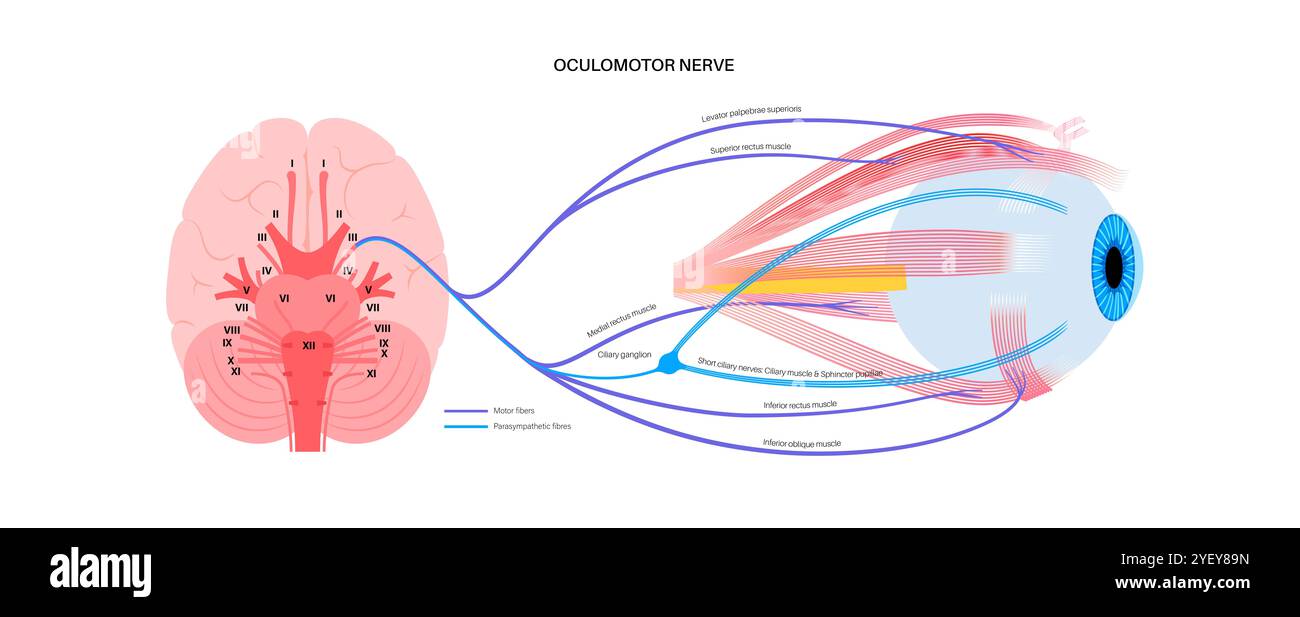 Darstellung der Anatomie des Okulomotorischen Nervus im menschlichen Gehirn. Der Nervus oculomotorius teilt sich im vorderen Teil des Sinus cavernosus in Superior und inferior. Stockfoto