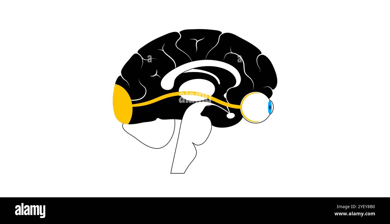 Darstellung der Anatomie des Sehnervs. Die Sehnerven senden visuelle Botschaften vom Auge zum Gehirn. Stockfoto