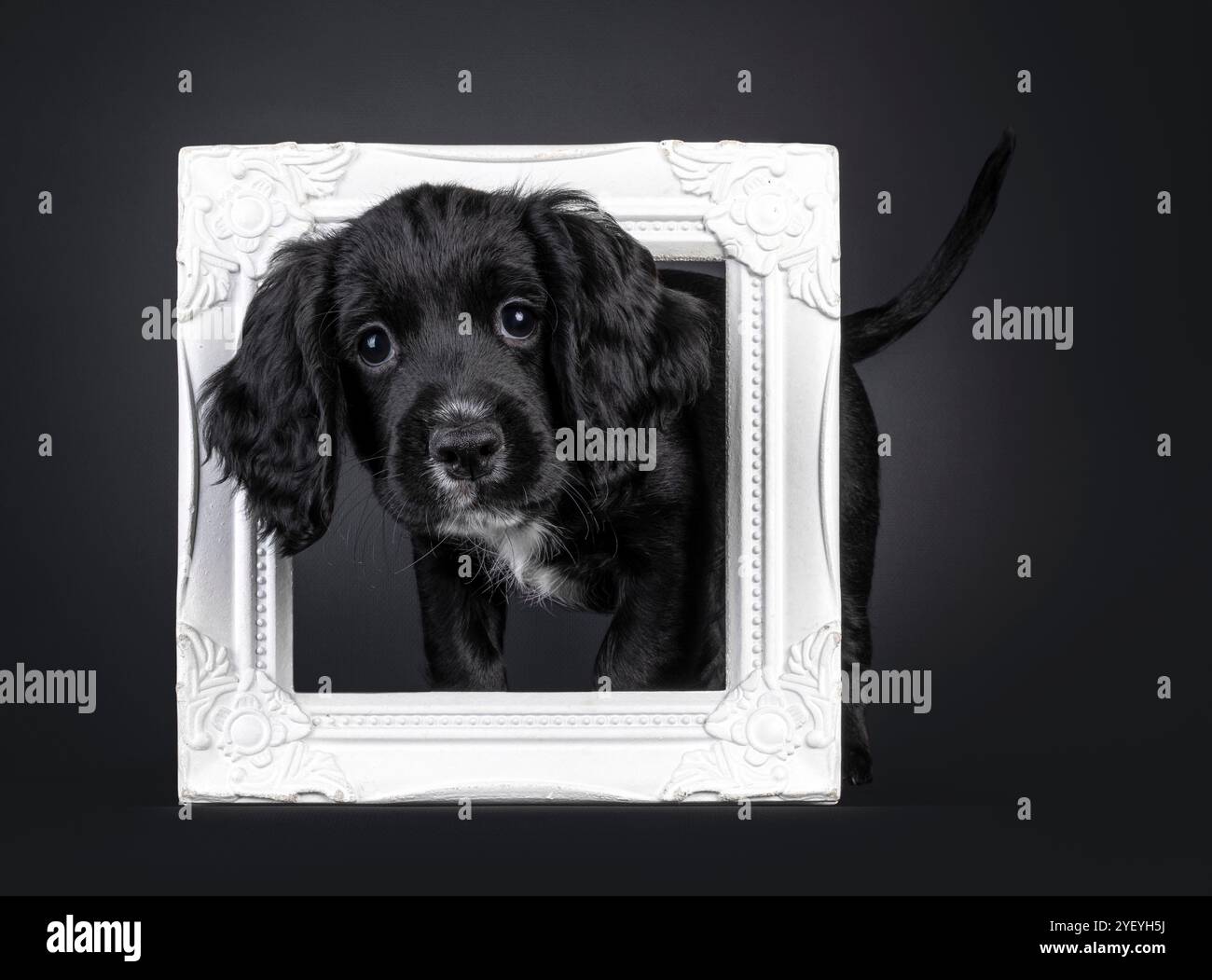 Süßer englischer Cocker Spaniel Hündchen, stehend durch weißen Bilderrahmen. Blickt direkt auf die Kamera mit super süßem Ausdruck. Isoliert am Stockfoto