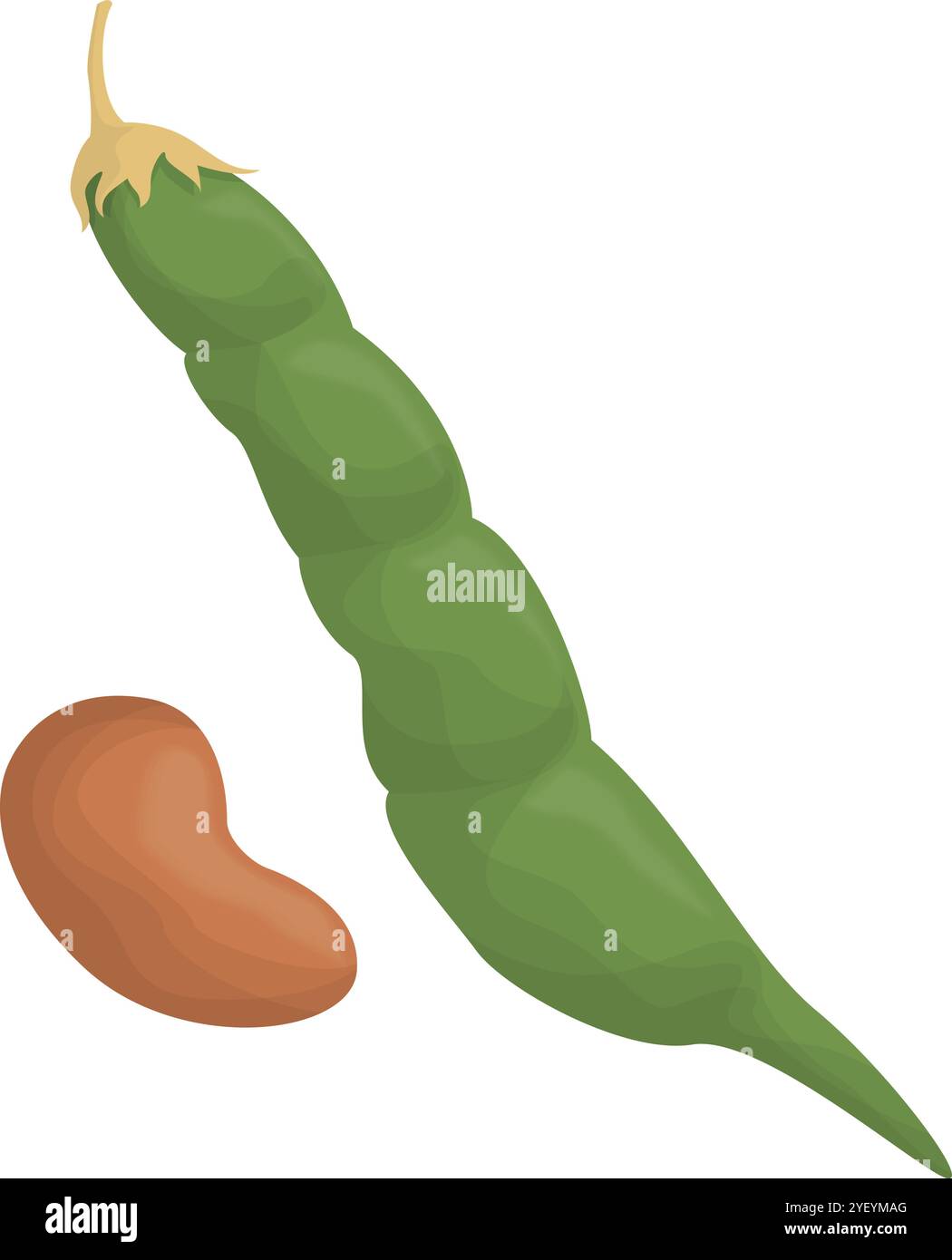 Beans Vector Design für kulinarische Anwendungen und Ernährungskonzepte Stock Vektor