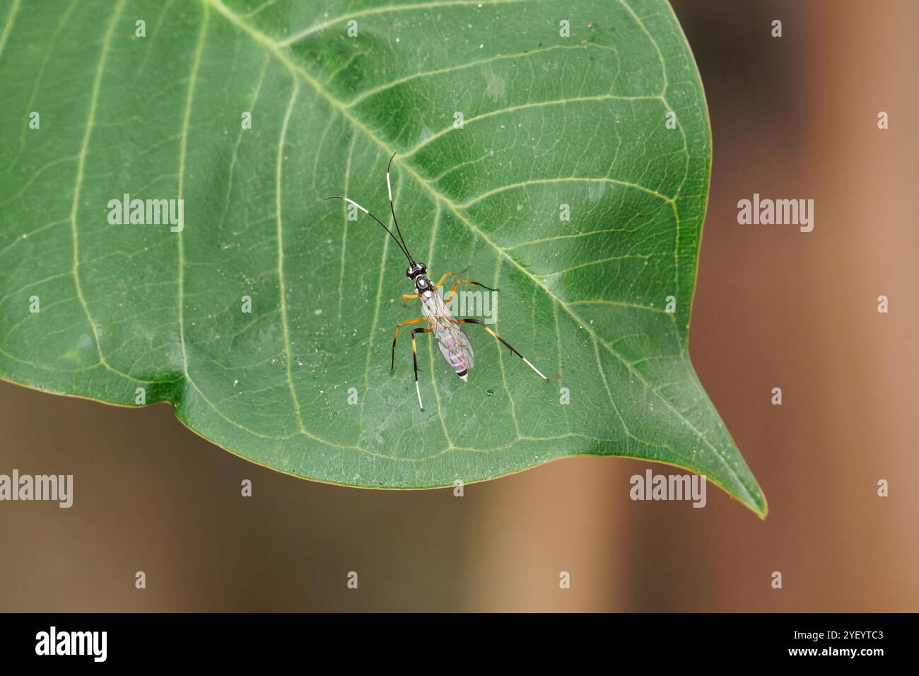 Parasitoide Wasp auf einem Blatt Stockfoto