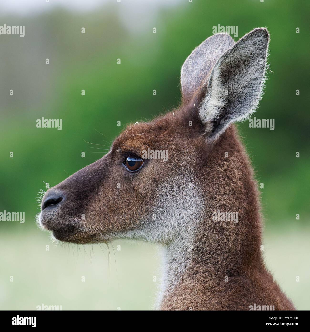 Westliches graues Känguru im Park Stockfoto