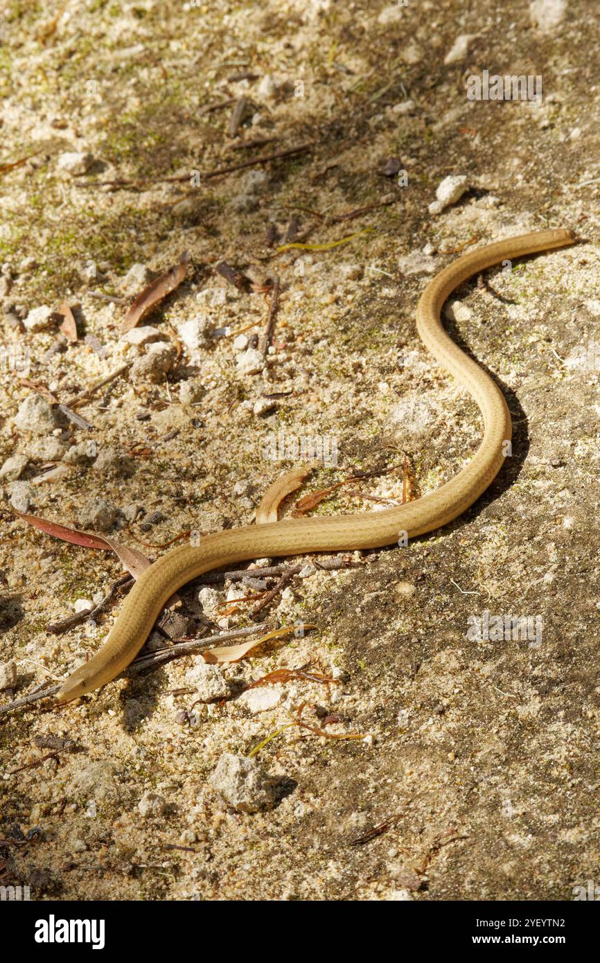 Burton Legless Lizard auf einem Weg Stockfoto