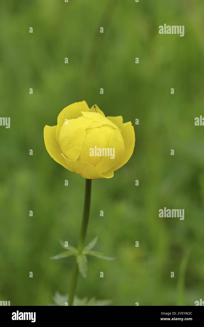 Europäische Trollblume (Trollius europaeus), gelbe Blüte auf einer Feuchtwiese, Wilnsdorf, Nordrhein-Westfalen, Deutschland, Europa Stockfoto