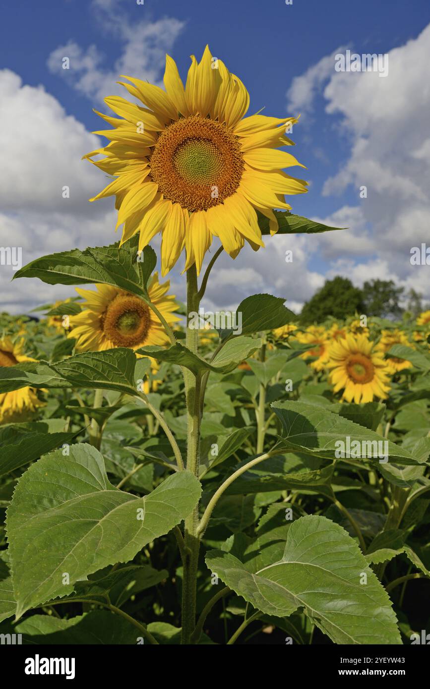 Sonnenblumen (Helianthus annuus) in Blüte, Sonnenblumenfeld, blauer bewölkter Himmel, Nordrhein-Westfalen, Deutschland, Europa Stockfoto