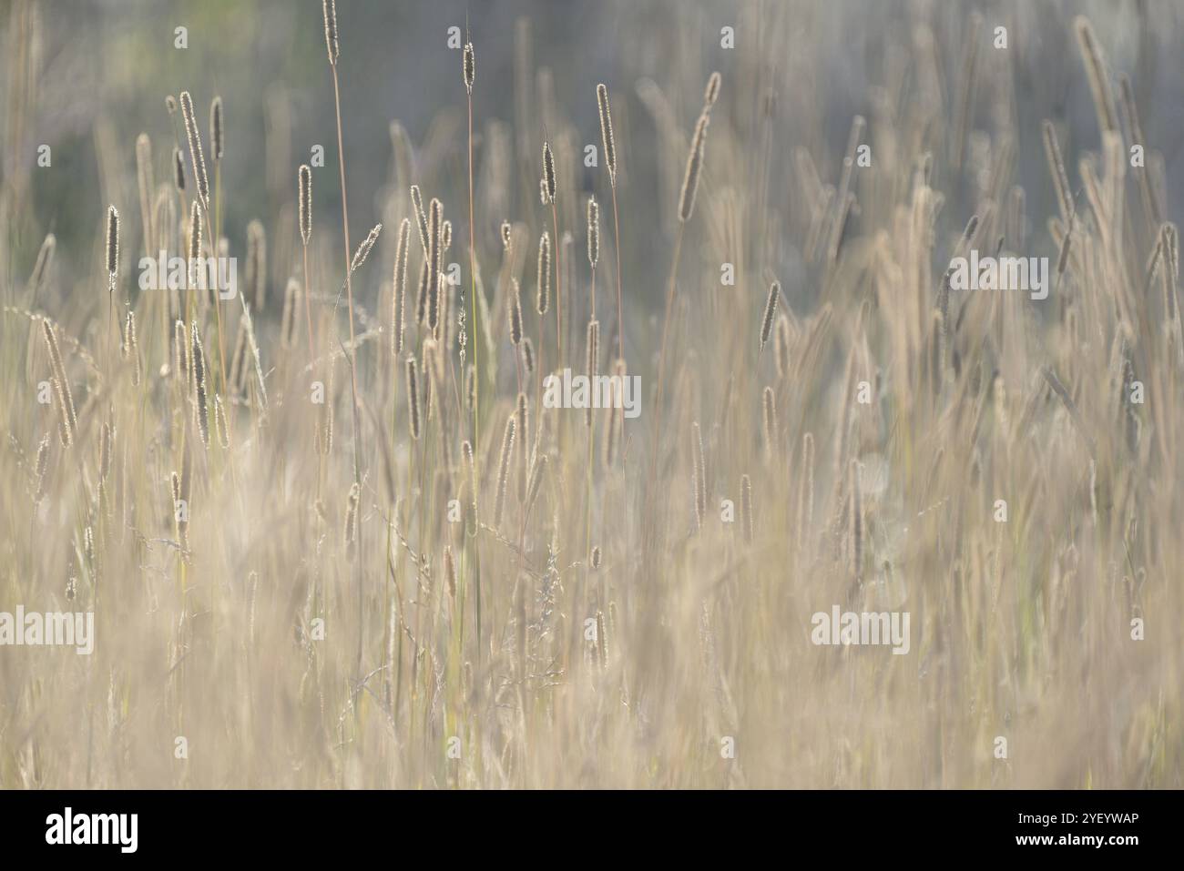 Süßgräser (Poaceae) im Licht der Morgensonne, Hinterlicht, Nordrhein-Westfalen, Deutschland, Europa Stockfoto