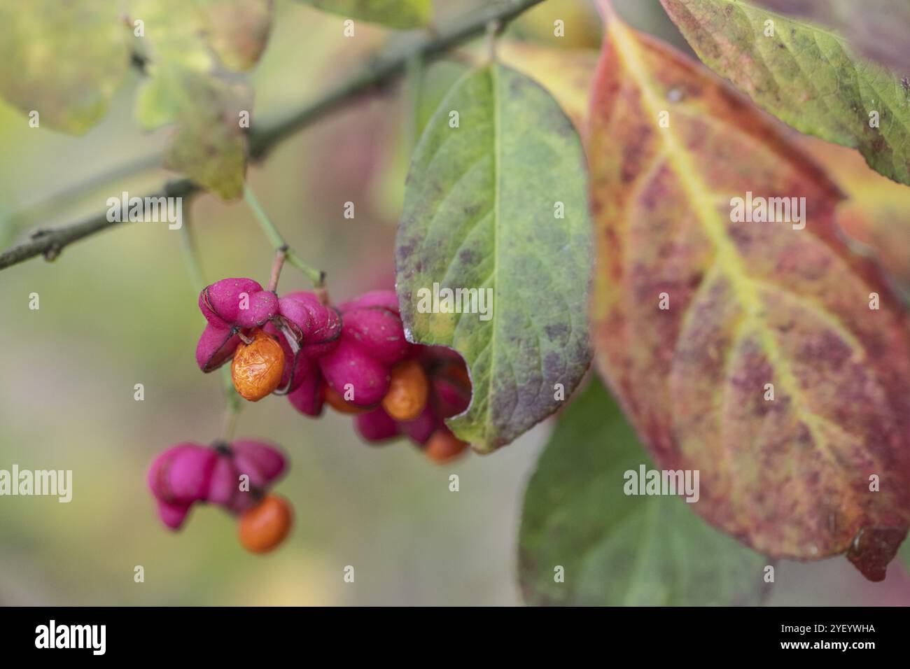 Pfau, Spindelstrauch (Euonymus europaeus), Obststand, Emsland, Niedersachsen, Deutschland, Europa Stockfoto