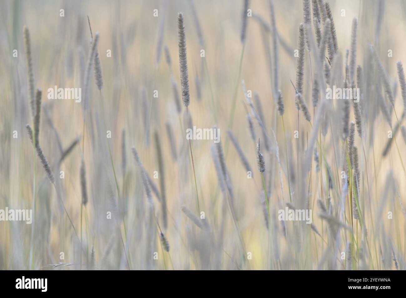 Süßgräser (Poaceae) im Licht der Morgensonne, Hinterlicht, Nordrhein-Westfalen, Deutschland, Europa Stockfoto