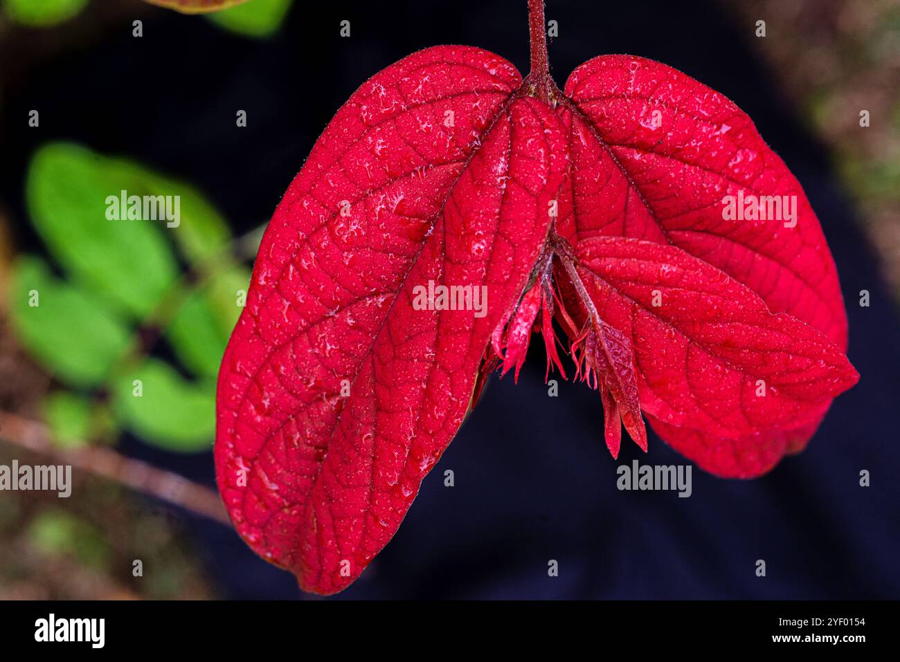 Ashanti Blood (Mussaenda erythrophylla) - Kampala Uganda Stockfoto